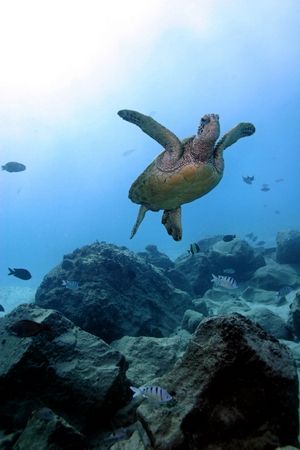 Yes, another Honu...Green Sea Turtle, west shore Oahu...s... by Glenn Poulain 