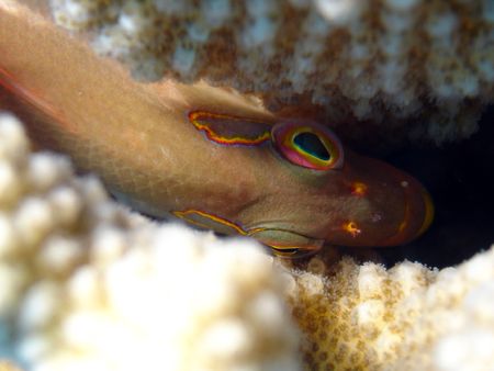 Arc-Eye Hawkfish hiding in some coral at Angler's Reef in... by Jeffrey M Owen 