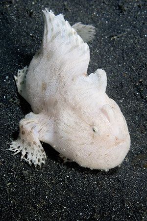 White hairy frogfish against black sand background by Paul Whitehead 