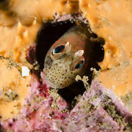 Chilean mussel blenny from patagonia fjord. by Thomas Heran 