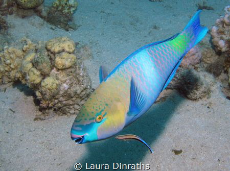 Parrotfish and cleaner wrasse by Laura Dinraths 