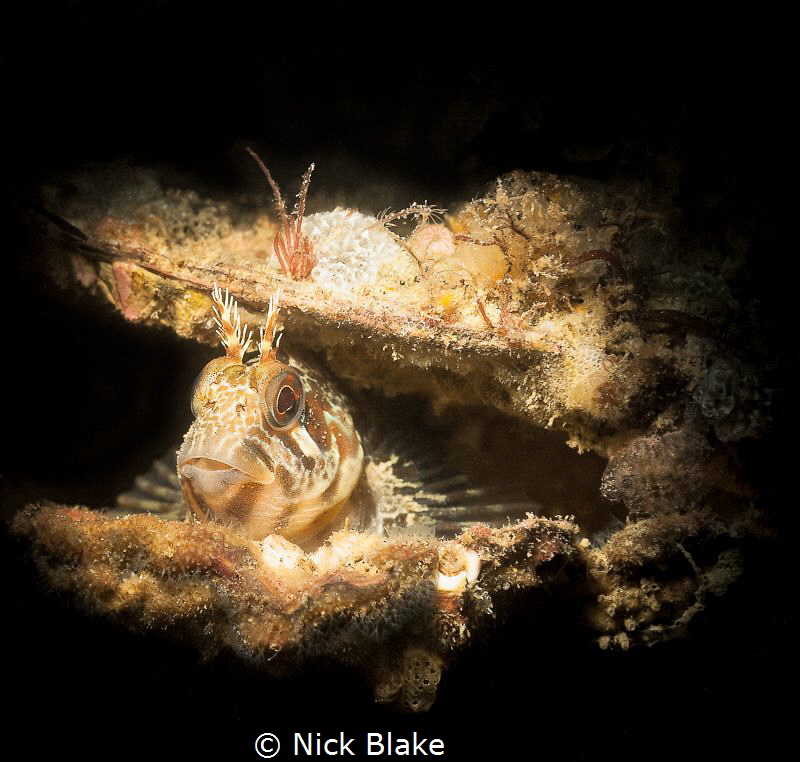 A Tompot Blenny resides inside an empty shell - Selsey Li... by Nick Blake 