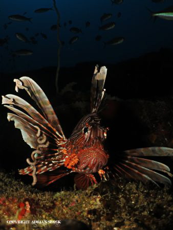 Lionfish @ the depths of Atlantis by Adrian Slack 