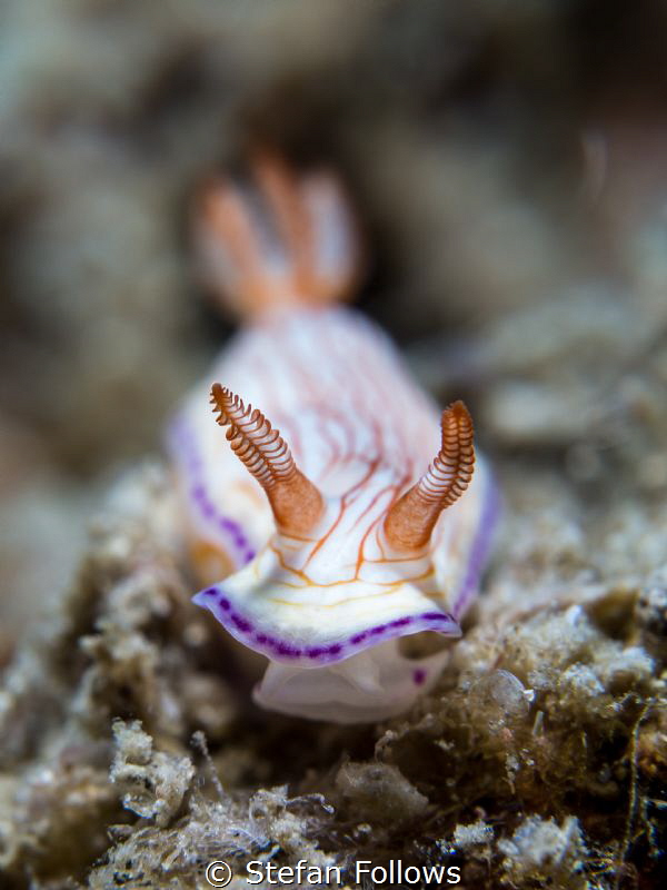 minnie moocher ... Nudibranch - Hypselodoris sp. Samran, ... by Stefan Follows 