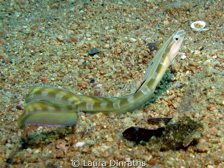Snake blenny out on the sand during daytime by Laura Dinraths 