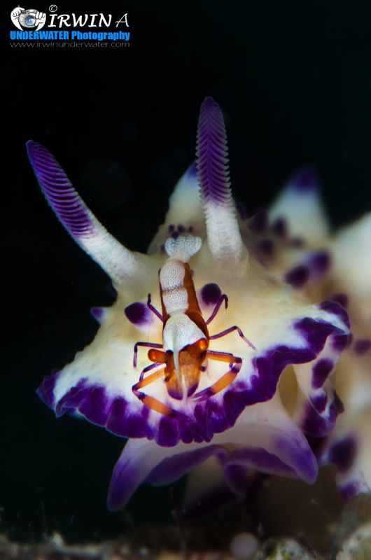 H I T C H - H I K E R
Nudibranch (Mexichromis multituber... by Irwin Ang 