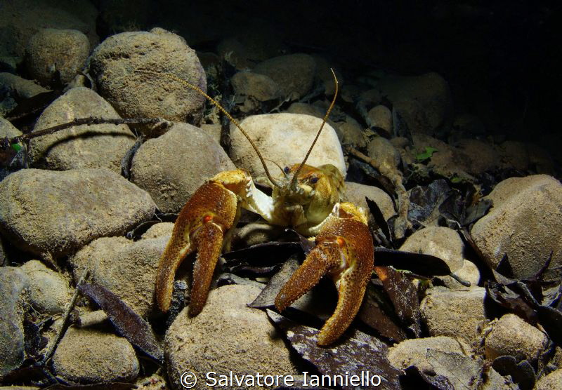 Crayfish Park of Cilento Italy by Salvatore Ianniello 