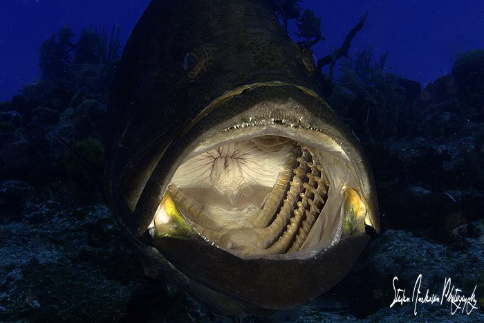 Quite the yawn from this Black Grouper at Blue Pride Reef... by Steven Anderson 