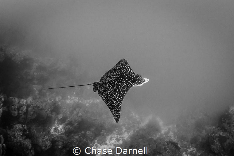 "The Moment" 
Spotted Eagle Ray, North Wall Grand Cayman by Chase Darnell 