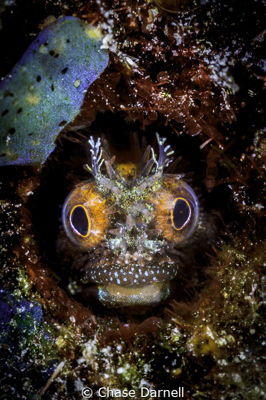 "Vision"
Trippy Blenny close up, Macabuca Grand Cayman
... by Chase Darnell 