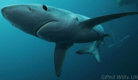 Blue shark taken off Cape point, South Africa, May 2014 i... by Phil Wills 