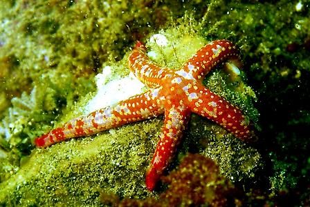 Starfish - Catalina Island, CA. by Dallas Poore 