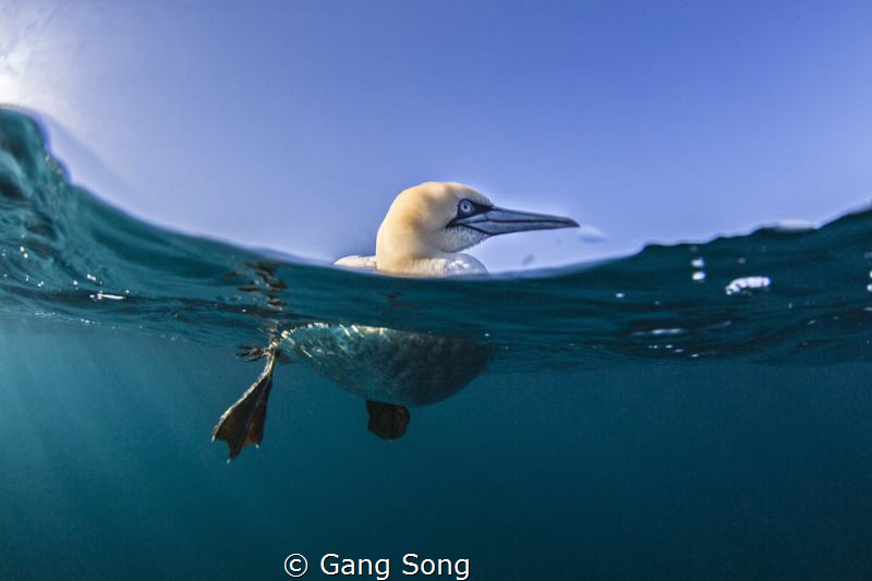 South Africa Gannet by Gang Song 