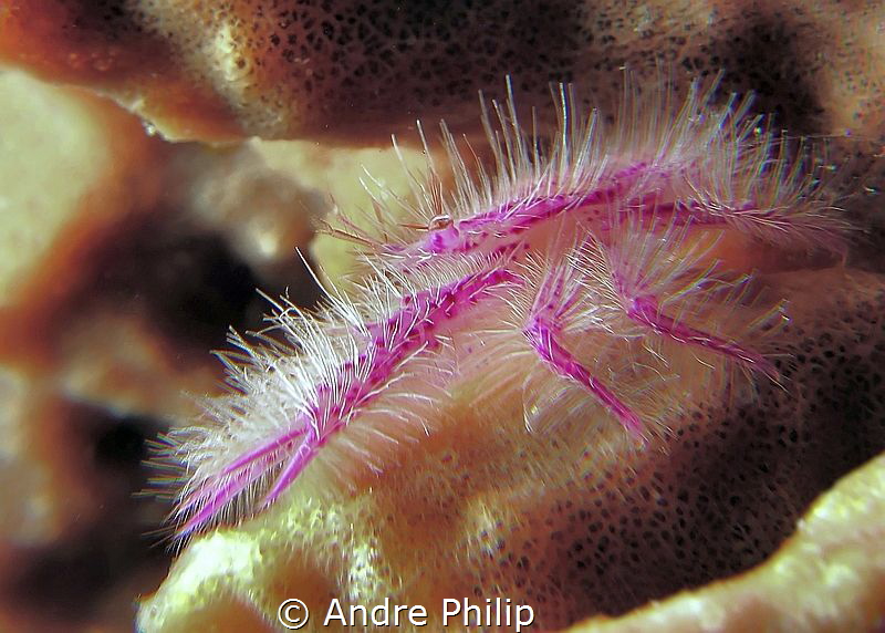 Hairy guy - a squat lobster in his home by Andre Philip 