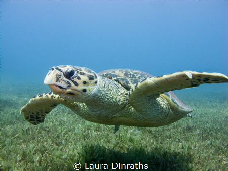 Male hawksbill turtle swimming over seagrass by Laura Dinraths 