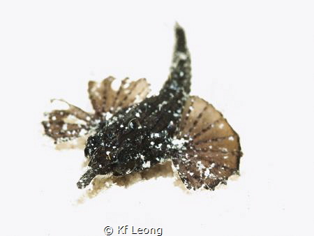 a very small Sea Moth with broken wing but not its spirit by Kf Leong 