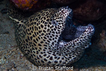 Laced Moray by Tristan Stafford 