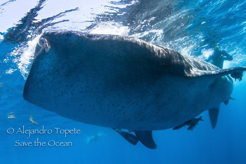 Whaleshark Encounter, Isla Contoy Mexico by Alejandro Topete 