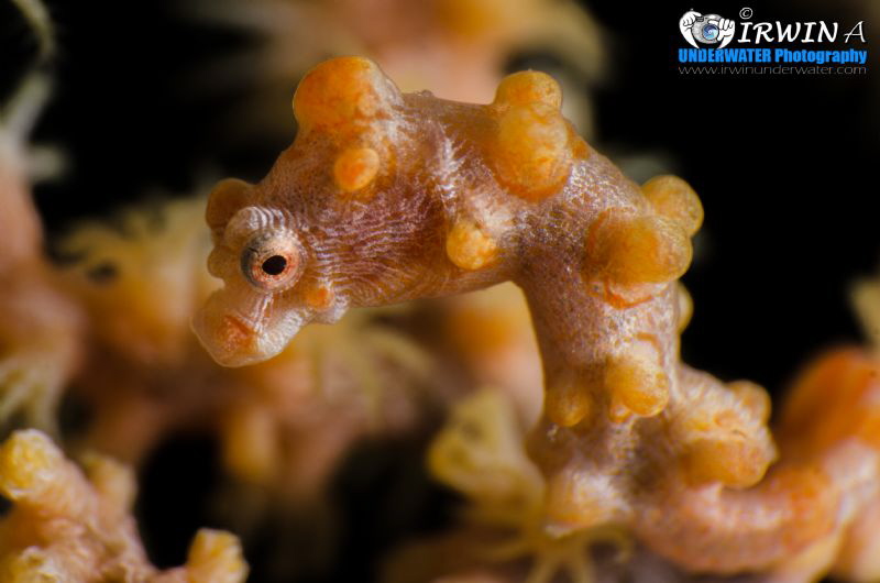 S U P E R - M A C R O 
Yellow - Pygmy seahorse (Hippocam... by Irwin Ang 
