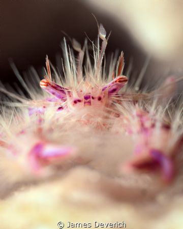 Hairy Squat Lobster

"Motion in the ocean (Ooh ah)
His... by James Deverich 