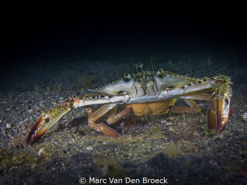 egg crab lembeh by Marc Van Den Broeck 