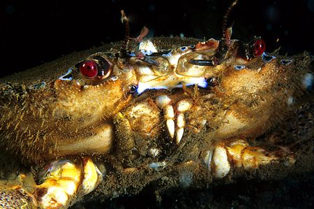 Velvet swimming crab.
Dresden, Scapa Flow.
F90X, 60mm.
 by Mark Thomas 