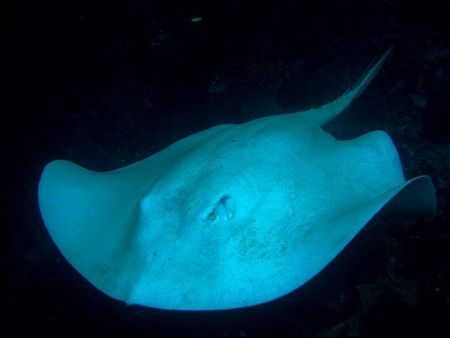 Albino long tailed stingray, Poor Knights Islands, using ... by Dawn Watson 