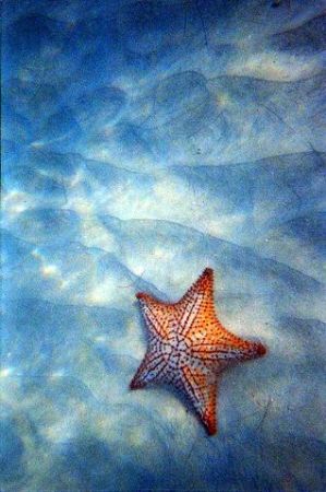 Starfish: Peter Island by Sarena Straus 