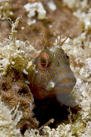 Blenny is always a blenny... by Francisco Nakahara 