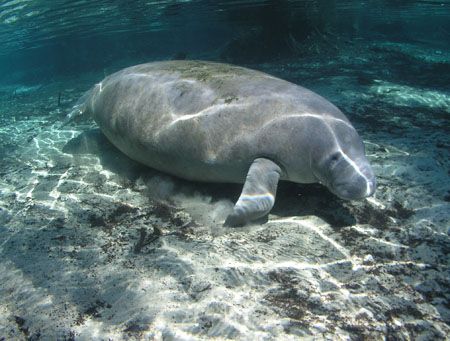 (Manatee In Gin Clear Water) Camera olympus c-5050 Ikelit... by Ray Eccleston 