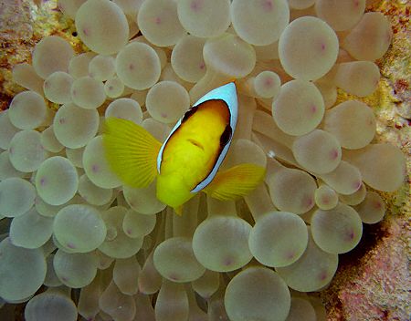Red Sea Anemone Fish in Bubble Anemone, taken in Septembe... by Sarah Iles 