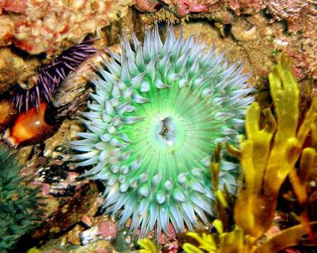 Green anemone w/ cowries & urchin. Crystal Cove, CA. by Dallas Poore 