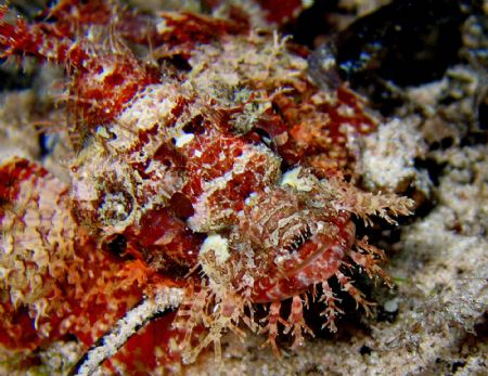 Scorpionfish at Wakatobi Reef by Beate Krebs 