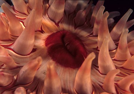 Dahlia anemone. St Abbs,Berwichshire.
F90X, 60mm. by Mark Thomas 