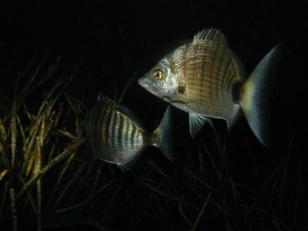 Bream at night in their posedonia garden. Combination of ... by Steven Withofs 