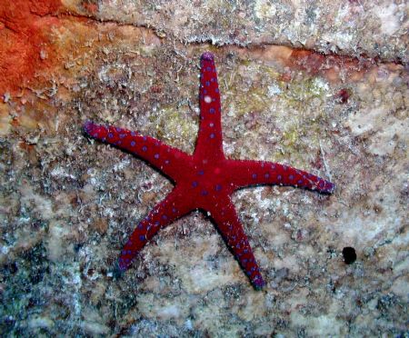Red Star Fish by Ryan Stafford 