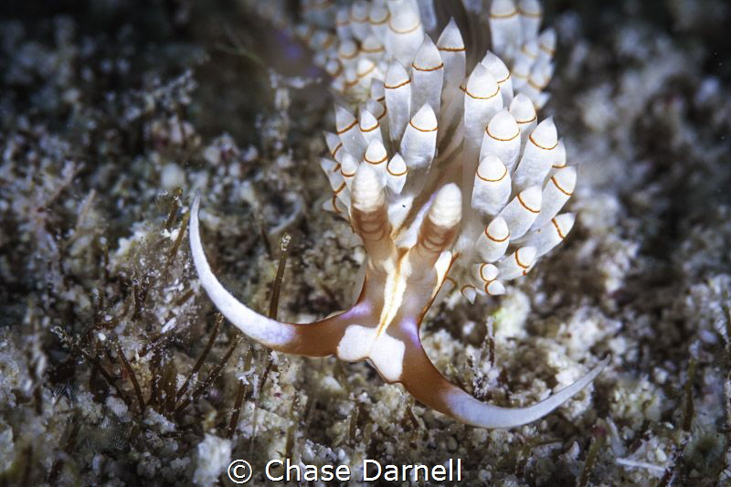 "All Smiles" 
Nudi in Grand Cayman, what's not to smile ... by Chase Darnell 