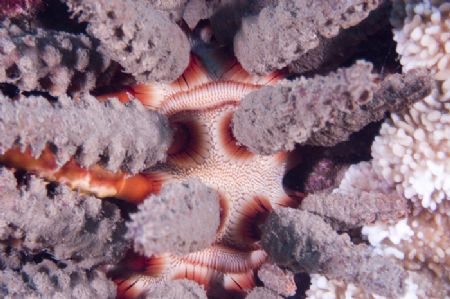 Endemic Hawaiian sea urchin, Prionocidaris hawaiiensis. N... by Patrick Reardon 