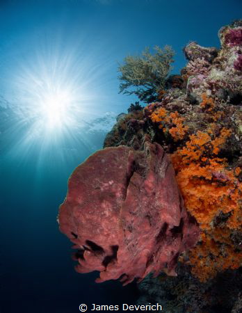Pretty reef, nice sunburst. Enough said! by James Deverich 