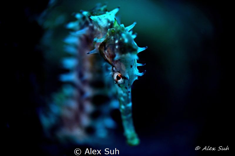 Macro photo of a Seahorse that was taken up close. by Alex Suh 