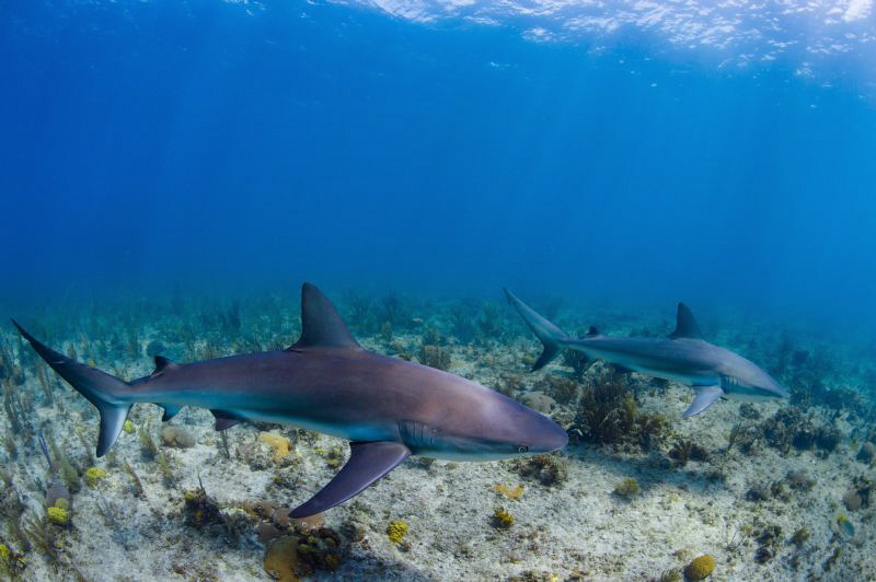 Reef sharks in formation by Paul Colley 