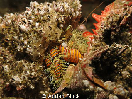 Moving home.. Hermit crab evicting the current tenant for... by Adrian Slack 