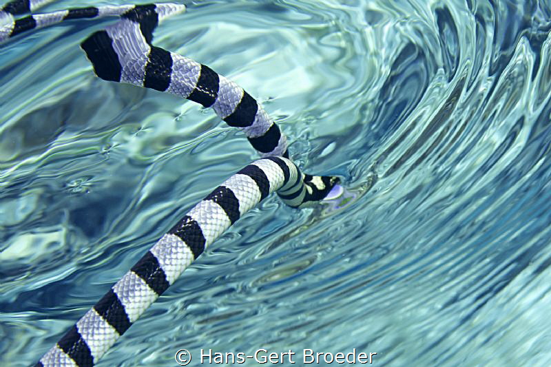 Sea snake, Bunaken islands,In by Hans-Gert Broeder 