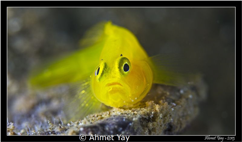 Yellow Pygmy Goby, Lubricogobius exiguus
Anilao, 2013
C... by Ahmet Yay 