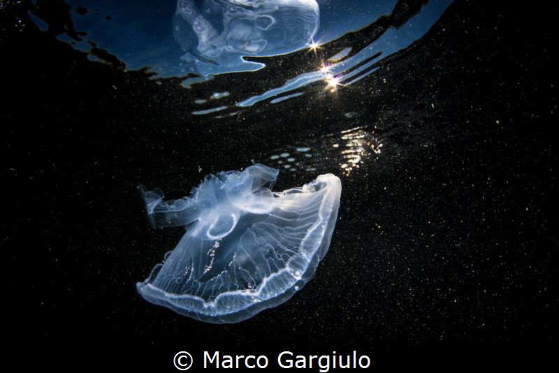 Jellyfish by Marco Gargiulo 