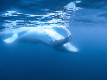 Adult Male Humpback Whale by Jenny Strömvoll 