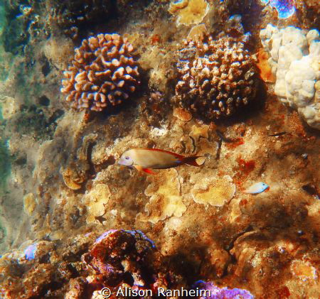 Maui, cute brown fish and pretty coral... by Alison Ranheim 