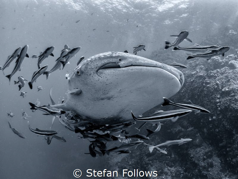 Big Baby ... ! Whale  Shark - Rhincodon typus. Sail Rock,... by Stefan Follows 