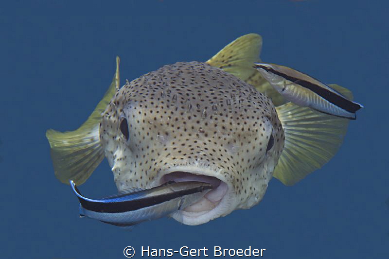 Porcupine puffer, cleaner fish
Bunaken island
Cleaner f... by Hans-Gert Broeder 