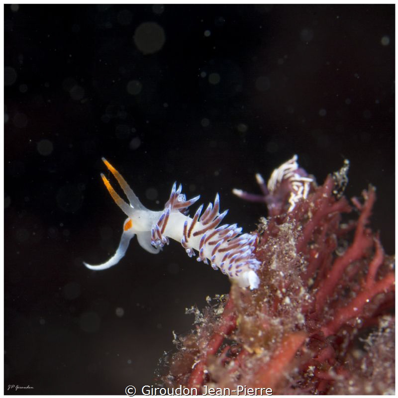 there are 2 nudi, and unfortunately I saw only one by Giroudon Jean-Pierre 
